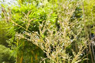 photo,material,free,landscape,picture,stock photo,Creative Commons,A flower of bamboo, flower of bamboo, , , 