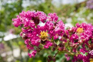 Foto, materieel, vrij, landschap, schilderstuk, bevoorraden foto,Een aap slipt, Aap slipt, Crape myrtle, , 