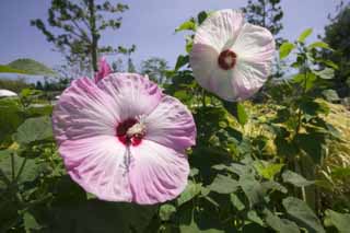 Foto, materiell, befreit, Landschaft, Bild, hat Foto auf Lager,Ein riesiger Bndnispartner erhob sich, Baumwolle stieg, Eidgenssische Rose, , 