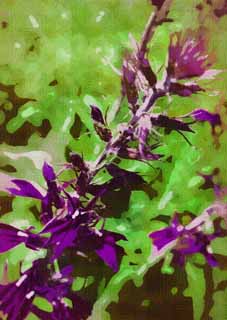 illust, material, livram, paisagem, quadro, pintura, lpis de cor, creiom, puxando,Um flsculo roxo, flor roxa, mi de ponto chave, , 