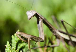 Foto, materieel, vrij, landschap, schilderstuk, bevoorraden foto,Een mantis, Mantis, , , 