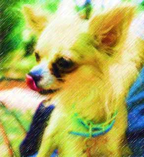 Illust, materieel, vrij, landschap, schilderstuk, schilderstuk, kleuren potlood, crayon, werkje,Chihuahua, Hond, Kleine hond, , Chihuahua