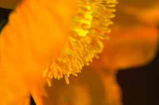 photo, la matire, libre, amnage, dcrivez, photo de la rserve,Dans une place encline d'un coquelicot, coquelicot, Je l'efface, , Moutarde