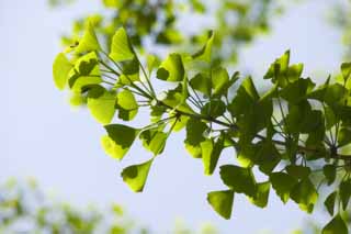 foto,tela,gratis,paisaje,fotografa,idea,Un permiso joven de un ginkgo, Ginkgo, , , Permiso joven