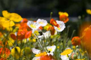 Foto, materiell, befreit, Landschaft, Bild, hat Foto auf Lager,Ein Mohnblumenblumenbett, Mohnblume, Ich lsche es, , Senf