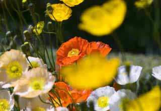 Foto, materieel, vrij, landschap, schilderstuk, bevoorraden foto,Een klaproos bloem bed, Klaproos, Ik het schrap, , Mosterd