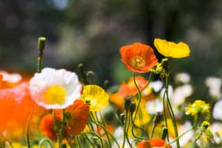 Foto, materiell, befreit, Landschaft, Bild, hat Foto auf Lager,Ein Mohnblumenblumenbett, Mohnblume, Ich lsche es, , Senf