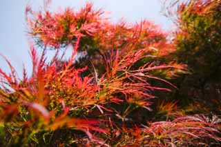 Foto, materieel, vrij, landschap, schilderstuk, bevoorraden foto,Rood loof, Ahorn, , , 