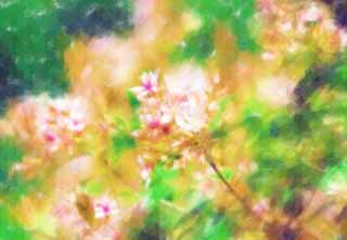 illust, matire, libre, paysage, image, le tableau, crayon de la couleur, colorie, en tirant,Une fleur blanche, fleur blanche, , , 