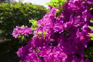 fotografia, materiale, libero il panorama, dipinga, fotografia di scorta,Un'azalea colore rosa, azalea, , , 