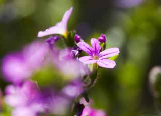 photo,material,free,landscape,picture,stock photo,Creative Commons,A purple floret, purple flower, , , 