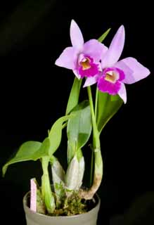 , , , , ,  .,cattleya potted plant., cattleya, , orchid, 