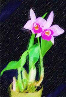 illust, matire, libre, paysage, image, le tableau, crayon de la couleur, colorie, en tirant,Une plante en pot du cattleya, cattleya, , orchide, 