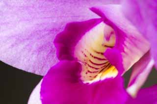 photo,material,free,landscape,picture,stock photo,Creative Commons,Temptation of a cattleya, cattleya, , orchid, 