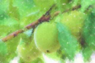 illust, materiell, befreit, Landschaft, Bild, Gemlde, Farbbleistift, Wachsmalstift, Zeichnung,,Eine Frucht einer Pflaume, Frucht der Pflaume, , Gebren Sie mich, Frucht