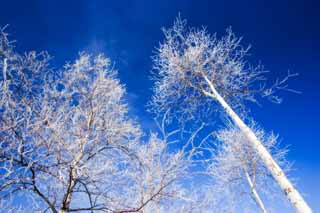 photo,material,free,landscape,picture,stock photo,Creative Commons,Look up at the rime on trees, blue sky, The rime on trees, , white birch