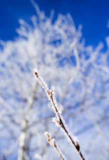 Foto, materieel, vrij, landschap, schilderstuk, bevoorraden foto,De rime op de bomen, Blauwe lucht, Ht rime op de bomen, , Blanke berken