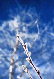 illust, matire, libre, paysage, image, le tableau, crayon de la couleur, colorie, en tirant,La rime sur les arbres, ciel bleu, La rime sur les arbres, , bouleau blanc