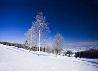 Foto, materieel, vrij, landschap, schilderstuk, bevoorraden foto,De rime op de bomen en een blauwe lucht, Blauwe lucht, Ht rime op de bomen, Besneeuwd veld, Blanke berken