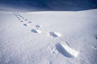 , , , , ,  .,  side  .,  , footprint, snowy ,  snowy