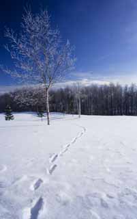 foto,tela,gratis,paisaje,fotografa,idea,A the other equipo de un campo cubierto de nieve, Cielo azul, Pisada, Campo cubierto de nieve, Est nevoso