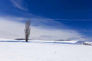 photo,material,free,landscape,picture,stock photo,Creative Commons,A snowy field, snowy field, mountain, tree, blue sky