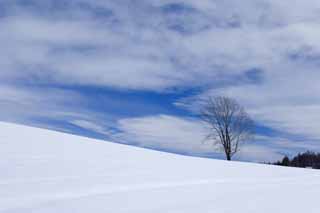 Foto, materieel, vrij, landschap, schilderstuk, bevoorraden foto,Een snowy veld, Besneeuwd veld, Berg, Boom, Blauwe lucht