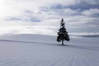 Foto, materieel, vrij, landschap, schilderstuk, bevoorraden foto,Een snowy veld van een Kerst boom, Besneeuwd veld, Wolk, Boom, Blauwe lucht