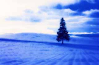 illustration,material,free,landscape,picture,painting,color pencil,crayon,drawing,A snowy field of a Christmas tree, snowy field, cloud, tree, blue sky