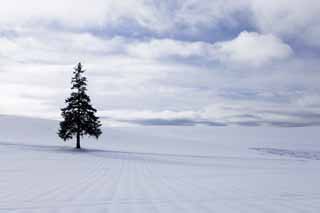 Foto, materieel, vrij, landschap, schilderstuk, bevoorraden foto,Een snowy veld van een Kerst boom, Besneeuwd veld, Wolk, Boom, Blauwe lucht