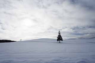 fotografia, materiale, libero il panorama, dipinga, fotografia di scorta,Un campo nevoso di un albero di Natale, campo nevoso, nube, albero, cielo blu