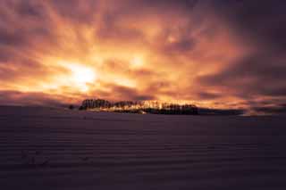 foto,tela,gratis,paisaje,fotografa,idea,Anochecer de un campo cubierto de nieve, Campo cubierto de nieve, Nube, rbol, El sol