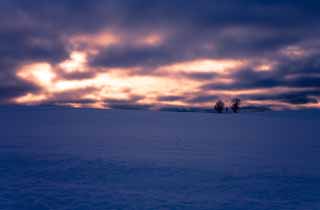 fotografia, material, livra, ajardine, imagine, proveja fotografia,Crepsculo de um campo nevado, campo nevado, nuvem, rvore, O sol