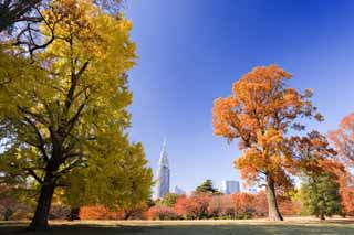 fotografia, materiale, libero il panorama, dipinga, fotografia di scorta,Shinjuku giardino Imperiale di foglie colorate, edificio a molti piani, ginkgo, , cielo blu