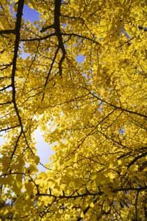 Foto, materieel, vrij, landschap, schilderstuk, bevoorraden foto,Geel van een ginkgo, Ginkgo, , , Blauwe lucht