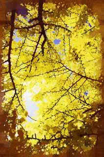 illust, matire, libre, paysage, image, le tableau, crayon de la couleur, colorie, en tirant,Jaune d'un ginkgo, ginkgo, , , ciel bleu