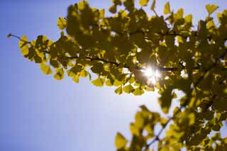 Foto, materiell, befreit, Landschaft, Bild, hat Foto auf Lager,Gelb eines ginkgo, ginkgo, , , blauer Himmel