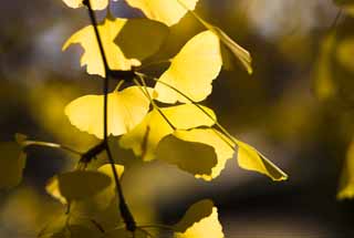 photo, la matire, libre, amnage, dcrivez, photo de la rserve,Jaune d'un ginkgo, ginkgo, , , ciel bleu