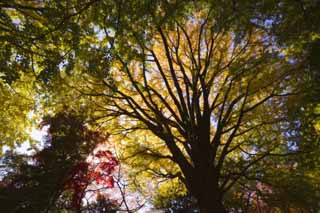 fotografia, materiale, libero il panorama, dipinga, fotografia di scorta,Giallo di un ginkgo, ginkgo, , , cielo blu