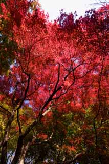 fotografia, materiale, libero il panorama, dipinga, fotografia di scorta,Acero.  profondo rosso, Acero, Rosso, ramo, Giallo