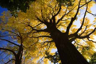 fotografia, materiale, libero il panorama, dipinga, fotografia di scorta,Giallo di un ginkgo, ginkgo, , , cielo blu