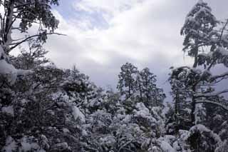 photo,material,free,landscape,picture,stock photo,Creative Commons,Snowy Kinkazan, mountain, Colored leaves, It is empty, tree