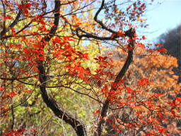 photo, la matire, libre, amnage, dcrivez, photo de la rserve,Colorant arbres, feuilles de l'automne, , , 