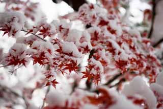 photo,material,free,landscape,picture,stock photo,Creative Commons,Snow and red leaves, It is snowy, Red, maple, Maple