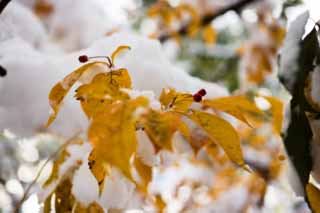 Foto, materiell, befreit, Landschaft, Bild, hat Foto auf Lager,Schnee und eine rote Frucht, Gelb, Frbte Bltter, rote Frucht, 