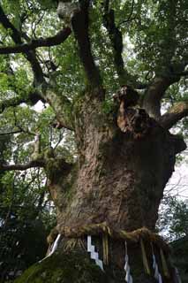 fotografia, materiale, libero il panorama, dipinga, fotografia di scorta,Un albero anziano di Kusu, Sacrario scintoista, un albero di canfora, albero di canfora, Festone di paglia scintoista