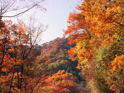 photo,material,free,landscape,picture,stock photo,Creative Commons,Sparkling autumn in Agatsuma Valley, autumn leaves, , , 