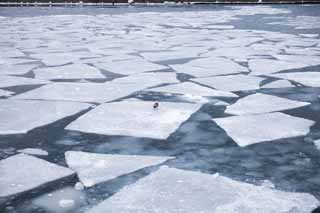 photo,material,free,landscape,picture,stock photo,Creative Commons,Patchwork of drift ice, Drift ice, Ice, gull, Drifting