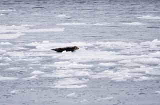 photo,material,free,landscape,picture,stock photo,Creative Commons,The seal which plops itself down to drift ice, Bruises do it, Ice, Drift ice, The sea