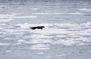 foto,tela,gratis,paisaje,fotografa,idea,La foca que se plop a hielo de ventisquero, Los moretones lo hacen, Hielo, Hielo de ventisquero, El mar